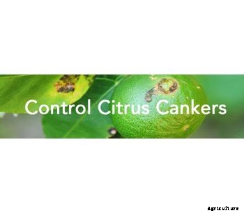 Jenfitch - Chemical for Controlling Citrus Cankers