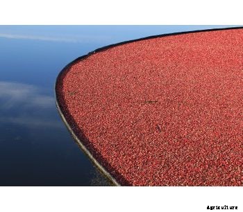 Texas Boom Company - Model TXCB-8-PERM - Cranberry Boom