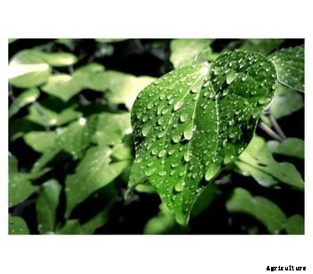 Puroxi (OB) - Agriculture Water System for Crops