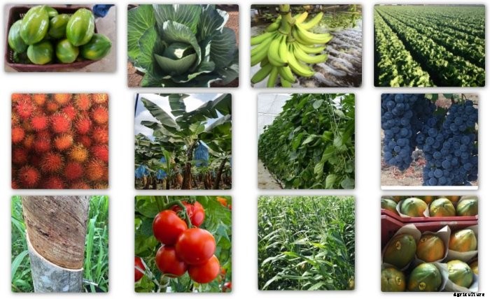 Puroxi (OB) - Agriculture Water System for Crops