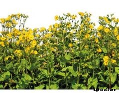 EnviFarm - Our Solution for Biogas // Agricultural Sector