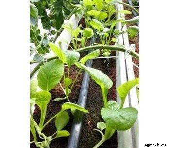 Hydroponic Gutter 30cmx25cmx20cm