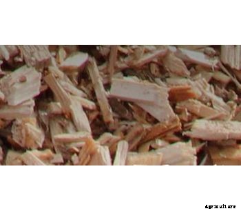 Wood Chip