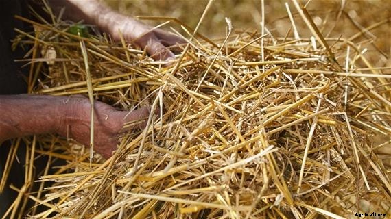 TenCate - Crop Protection Fabrics