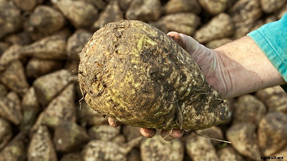 TenCate - Crop Protection Fabrics