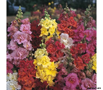 Antirrhinum Nanum