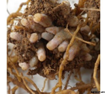 CCS Winter Pea - Cool Season Legumes