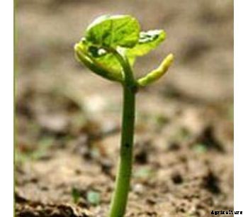 Micronutrient Powder