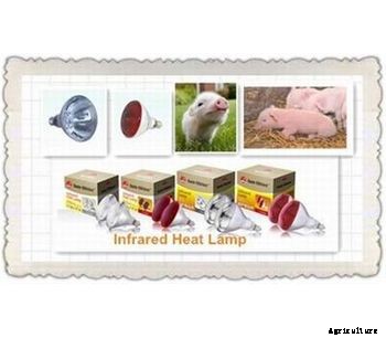 Infrared Heat Lamp for Piggery
