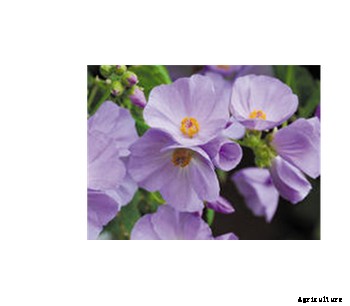 Abutilon (Vitifolium) X Suntense