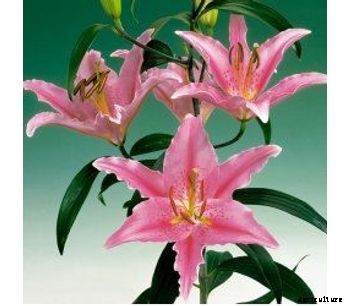 Model B289 - Oriental - Aktiva