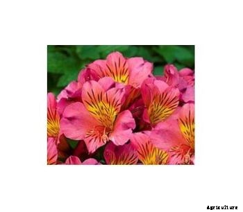 Model B900 - Alstroemeria - Dwarf Princess Lily Elaine PVR