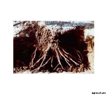 Aqua Sorb - Soil Moist Polymer for Soil Hydration and Retention