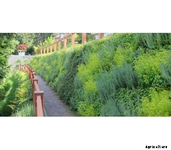 Vegetated Wall System-Landscaping