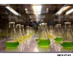 FeedMe - Commercial Algae Production Technology