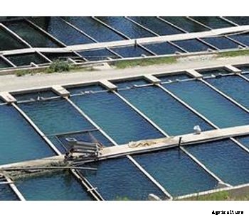 Tilapia Fish Farm