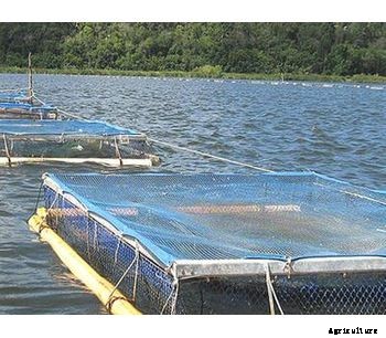 Community Fish Farm