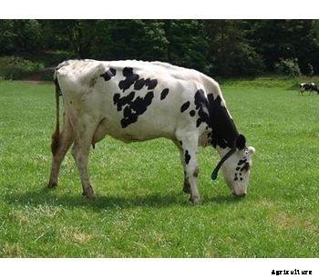 eCow - Left Displaced Abomasum (LDA)