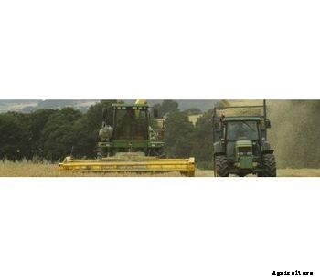 Wholecrop Goldmill - High Dry Matter
