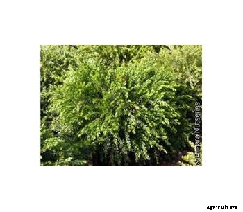 ACACIA - Model 5lt - Honey Bun