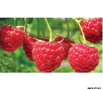 Enzyme Usa - Bio Fulvic Foliar Fertilizer