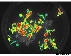 FluorCam - Model Z125 - Green Fluorescent Protein (GFP) Closed Chlorophyll Fluorescence