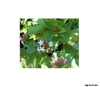 Abelia Mosanensis