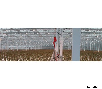 Rose Cultivation