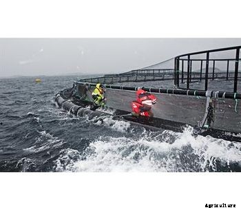 Aqualine FrøyaRing - Fish Cages
