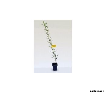 Arbequina - Model IRTA i-18 - Olive Tree