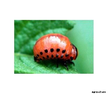 Insect Control - Agricultural Data