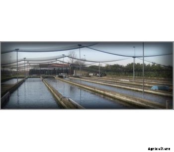 Azienda - Fishing Plants