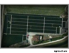 Azienda - Fishing Plants