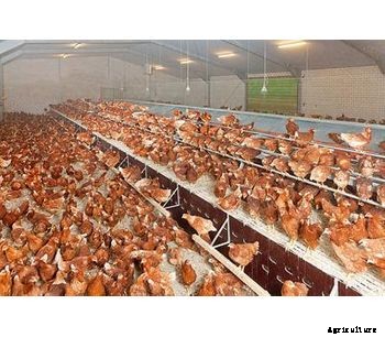 Big Dutchman - Manure Pit System