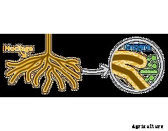 EnzUp™ - Enzyme Nutrient