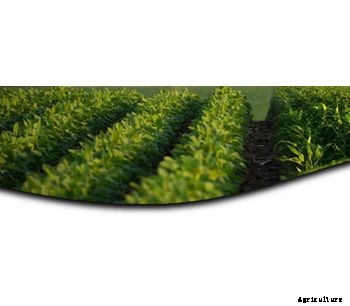 Diamond Grow - Organic Nitrogen