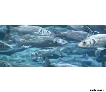 Rotifer Culture System for Hatcheries