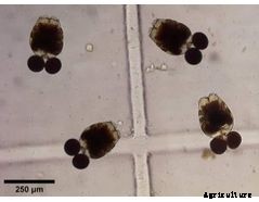 Rotifer Culture System for Hatcheries