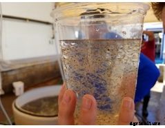 Rotifer Culture System for Hatcheries