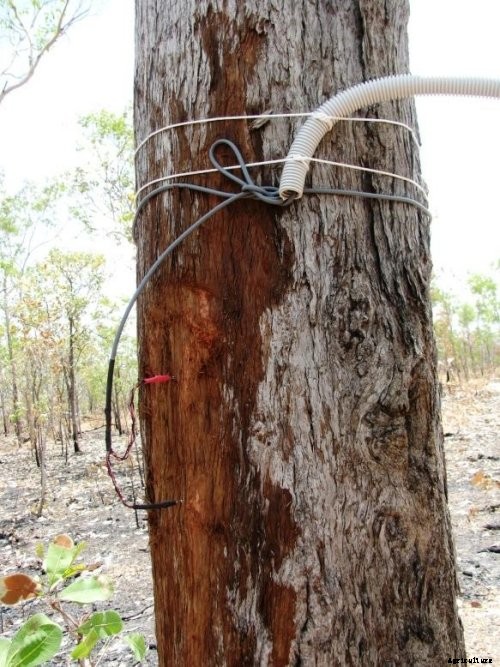 PlantSensors - Model PS-GP - Standard Granier (TDP) Sap Flow Sensor