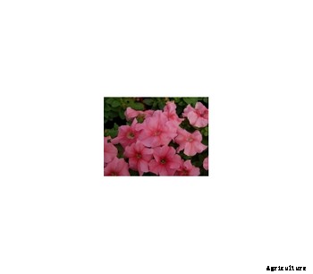 Model Limbo GP - Petunia Grandiflora