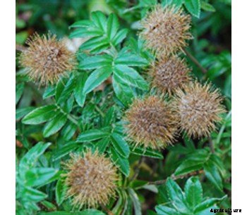 Acaena `Fuzzy Heads`