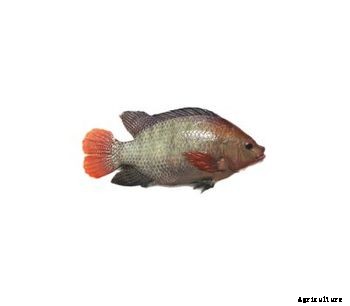 Til-Aqua - Model YY - Explained Technology