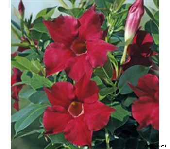 Diamantina - Rubis Red