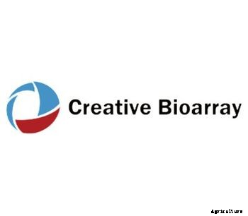 Creative Bioarray - Model Huh7 - Hepatoma Cells