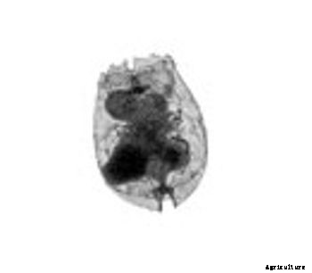 MBL - Saltwater Rotifers, Brachionus Plicatilis