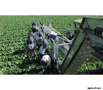 Ramsay - 3-point Conveyor System Harvesting Aids