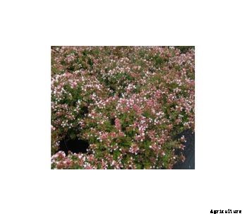 Abelia x Grandiflora `Rose Creek`
