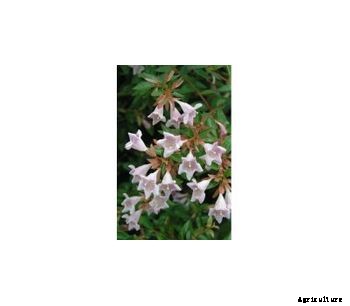 Abelia xgrandiflora Edward Goucher
