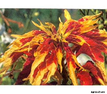 Amaranthus Tricolor